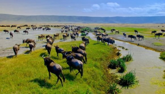 4 days Serengeti and Ngorongoro Safari from Zanzibar