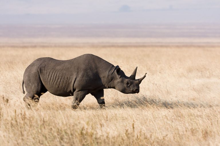 Embark On An Endangered Species Safari In Tanzania