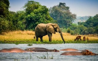 Big Five Sightings On A Uganda Safari
