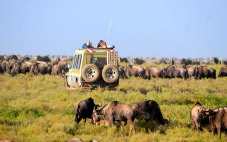 Northern Tanzania safaris