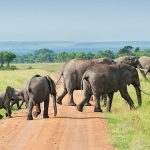Game drive safaris in Nyerere National Park