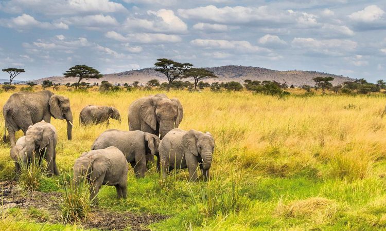 Top 3 Hidden Gems Beyond Serengeti and Ngorongoro