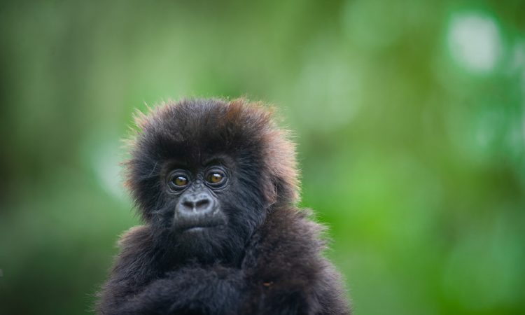 The Kwita Izina Gorilla Naming Ceremony in Rwanda
