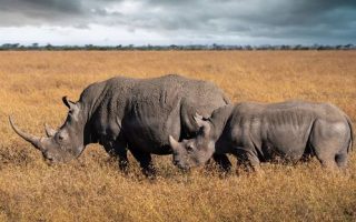 Exploring the hidden gem of Ol Pejeta Conservancy