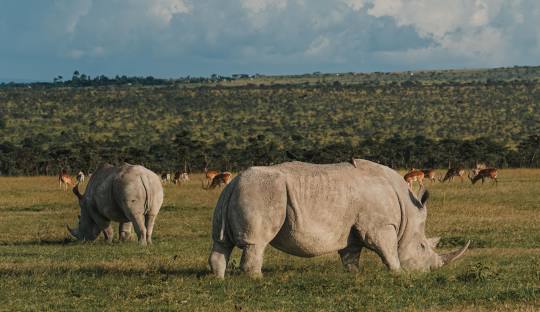 Exploring the hidden gem of Ol Pejeta Conservancy