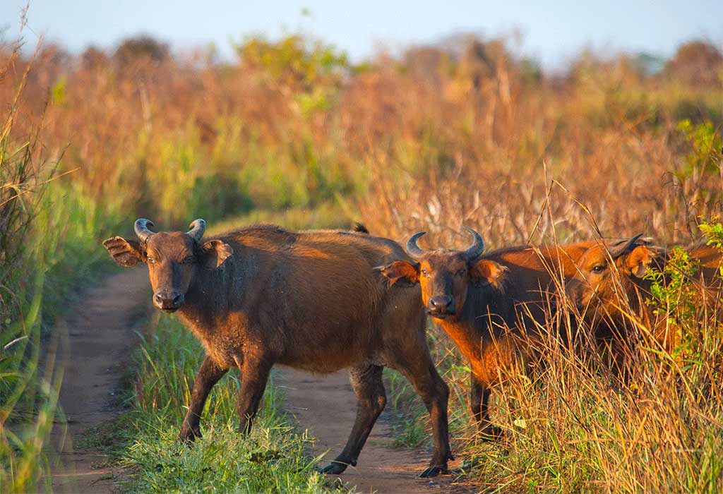Ougoue Lekiti National Park