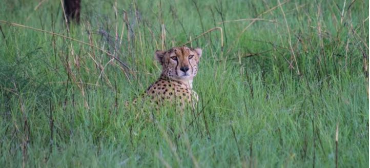 Attractions in pian upe wildlife reserve