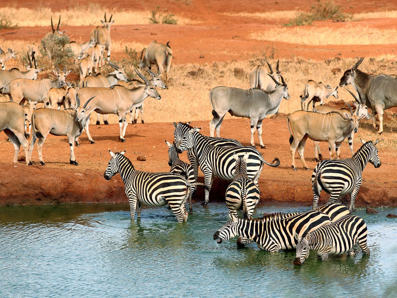 safari kenia erfahrungen