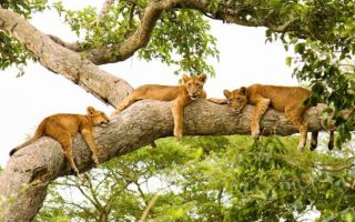 Best destinations to see lions in East Africa