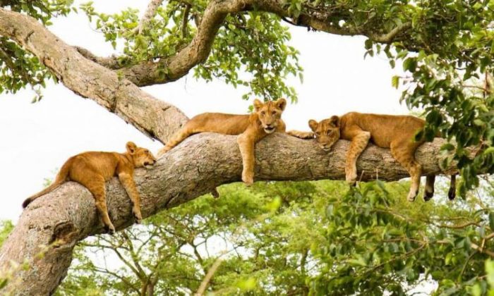 Best destinations to see lions in East Africa