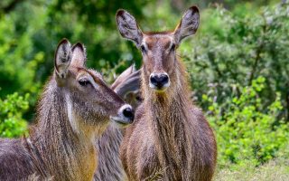 Guide to visiting Rumanyika-Karagwe National Park