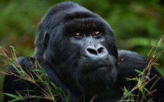 7 Days Best of Rwanda & Congo Adventure
