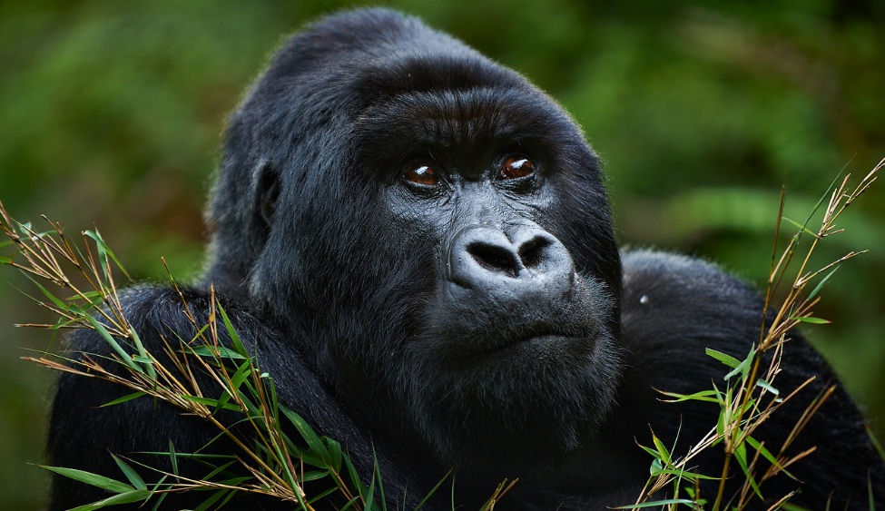 Uganda Gorilla Permit