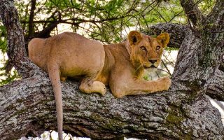 Tanzania Safari Highlights