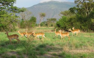 Semuliki Wildlife Reserve