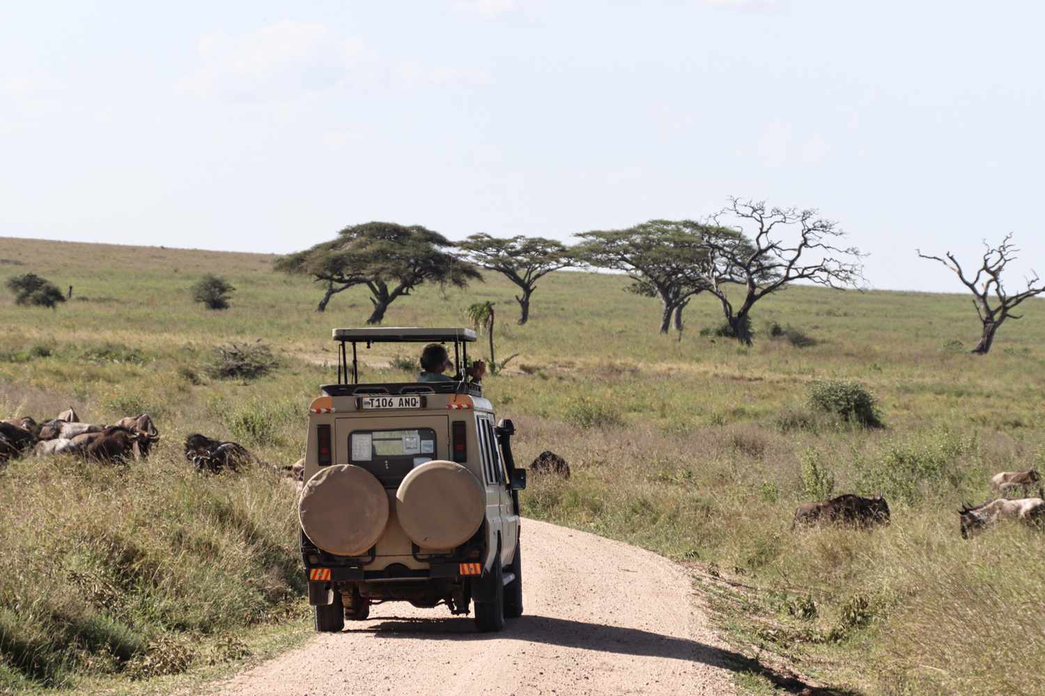 7 Days Tarangire, Ngorongoro Crater and Serengeti Migration Safari