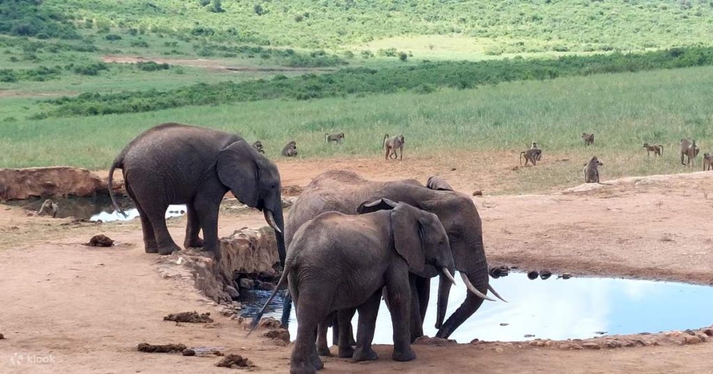 Safari National Parks To Visit Around Mombasa Kenya
