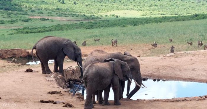 How to Get to Shimba Hills National Reserve