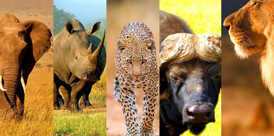 Big 5 Safari In Tanzania The Big Five Animals Tanzania Safaris Tours big-5-safari-in-tanzania-the-big-five-animals-tanzania-safaris-tours