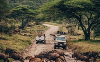 Tanzania Safari Update 2021