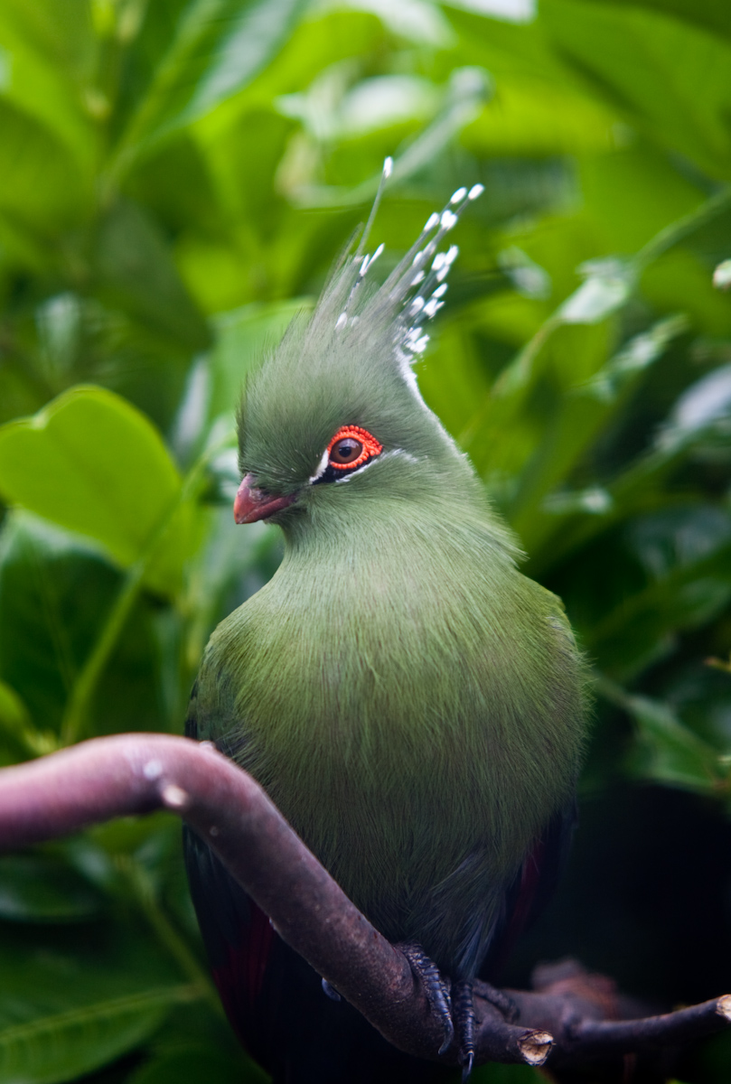Birding Safari in Tanzania 