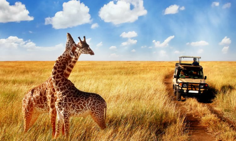 Best safari in Tanzania