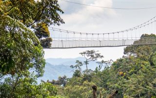 The Nyungwe Canopy Walk Experience