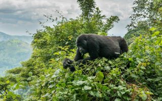 Tips for Gorilla Tracking in Uganda