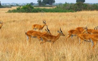 7 Days Best of Rwanda Safari