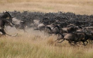 Top 5 Safari Destinations in Kenya