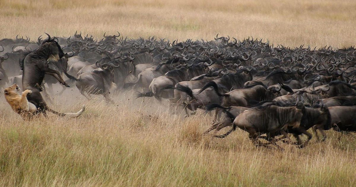 Top 5 Safari Destinations in Kenya