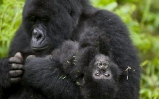 8 Days Rwanda Classic Tour