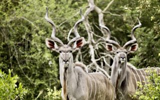 Guide to visiting Rumanyika-Karagwe National Park