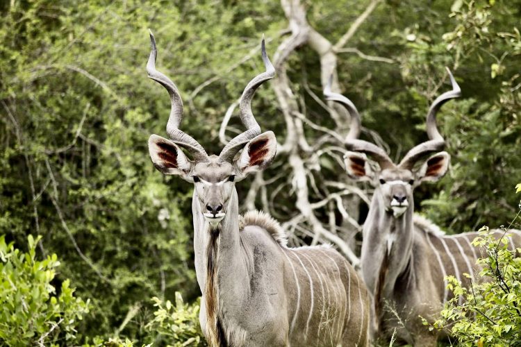 Guide to visiting Rumanyika-Karagwe National Park