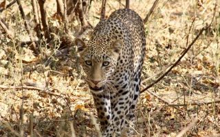 Tourist activities to do in Kora National Park