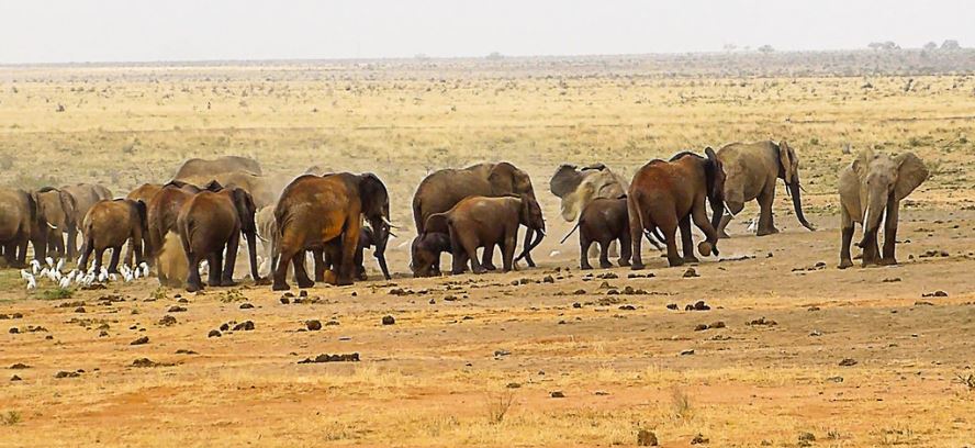 12 days Kenya wildlife safari 