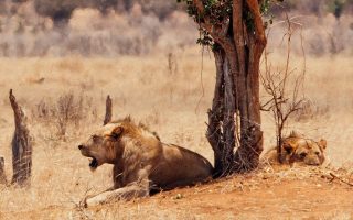Activities to do at Tsavo East National Park