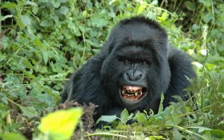Uganda Gorilla Permit