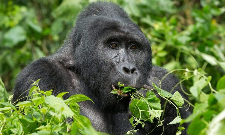 How to visit Uganda on a tight budget?