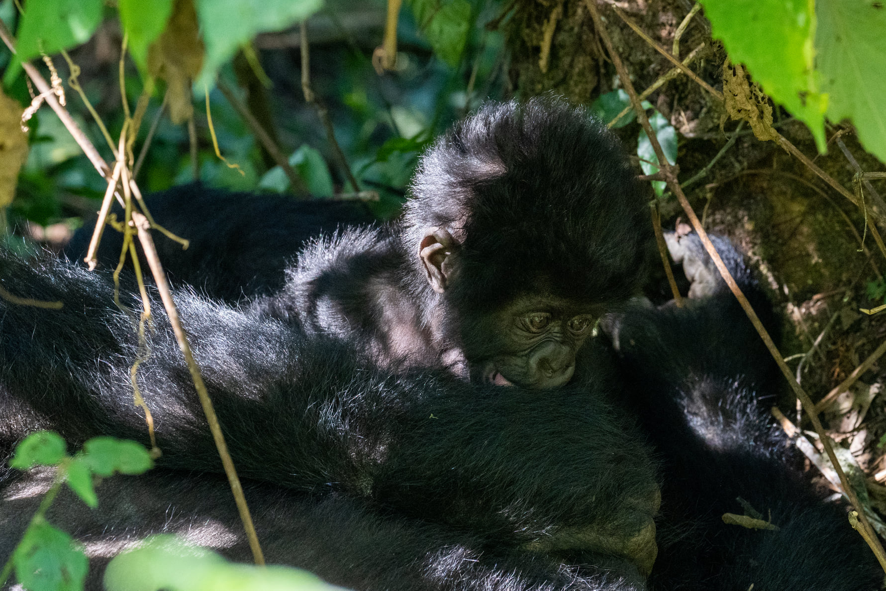 Major Threats to Mountain Gorillas