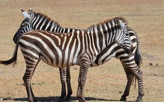Uwanda Game Reserve