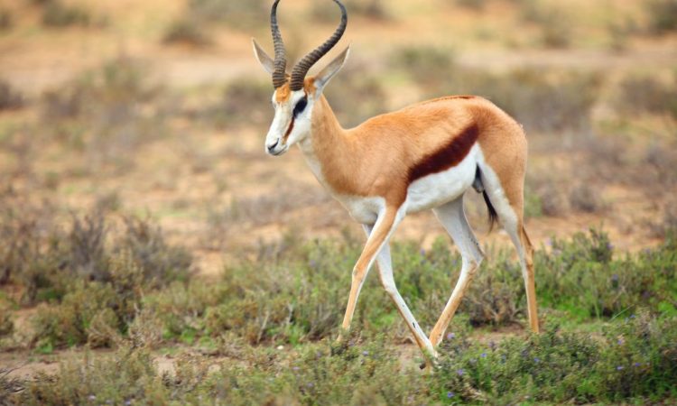 Malka Mari National Park