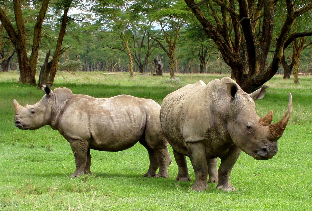 Ajai Game Reserve
