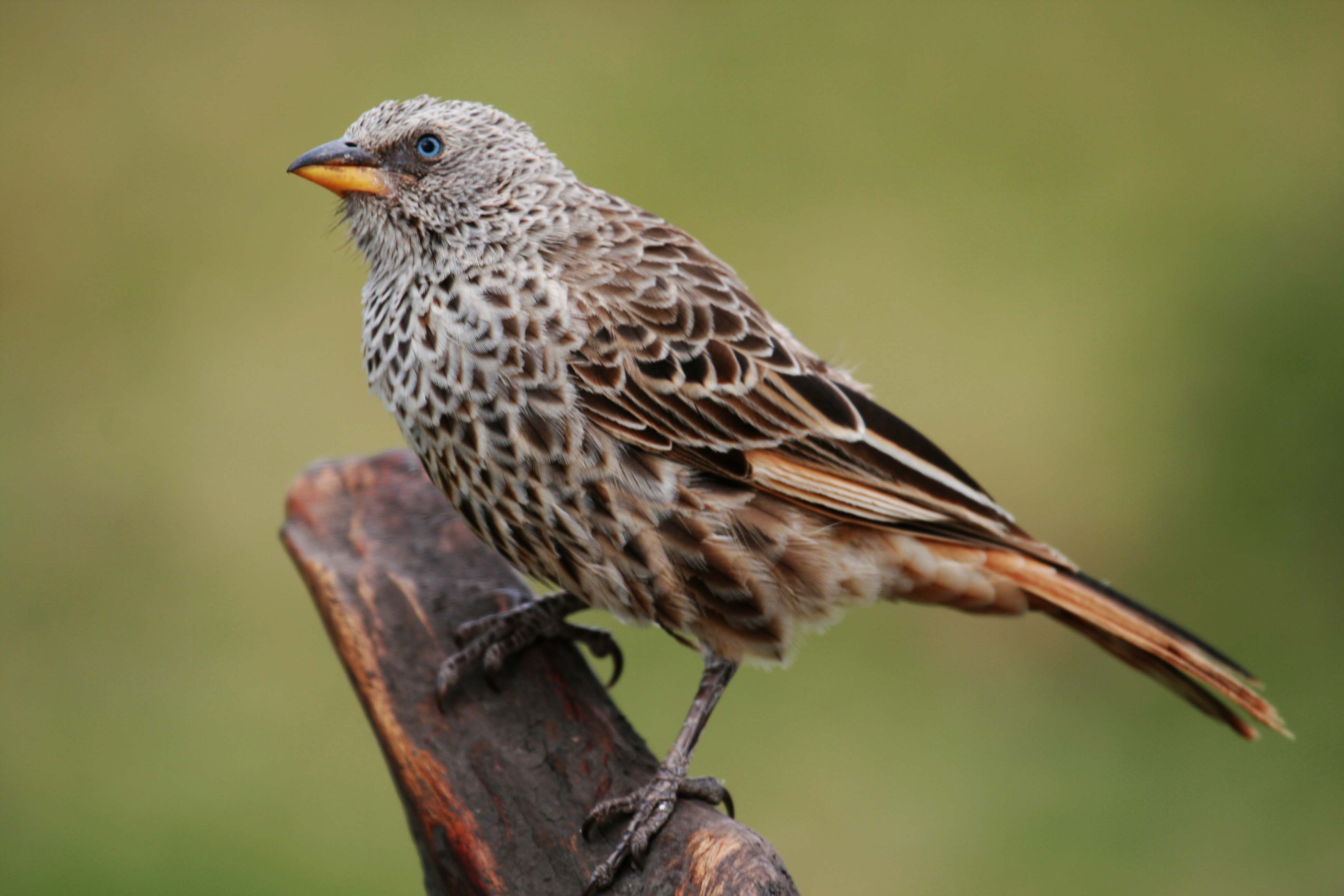 Birding Safari in Tanzania 