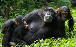 What is it like to go Chimpanzee Trekking in Uganda