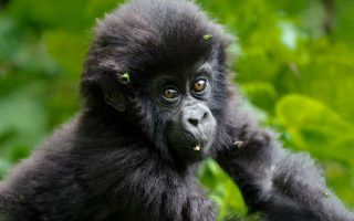Why are Mountain Gorillas Endangered