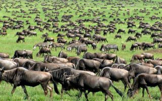 Wildebeest migration in Serengeti national park