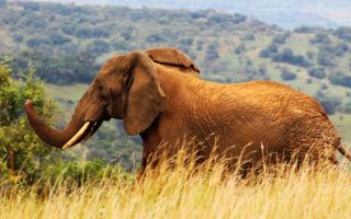 Wildlife Safari Tips for Rwanda