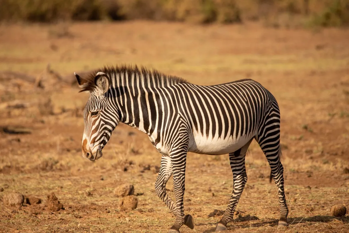 Buffalo Springs Game Reserve