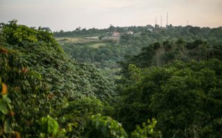 Zika Forest